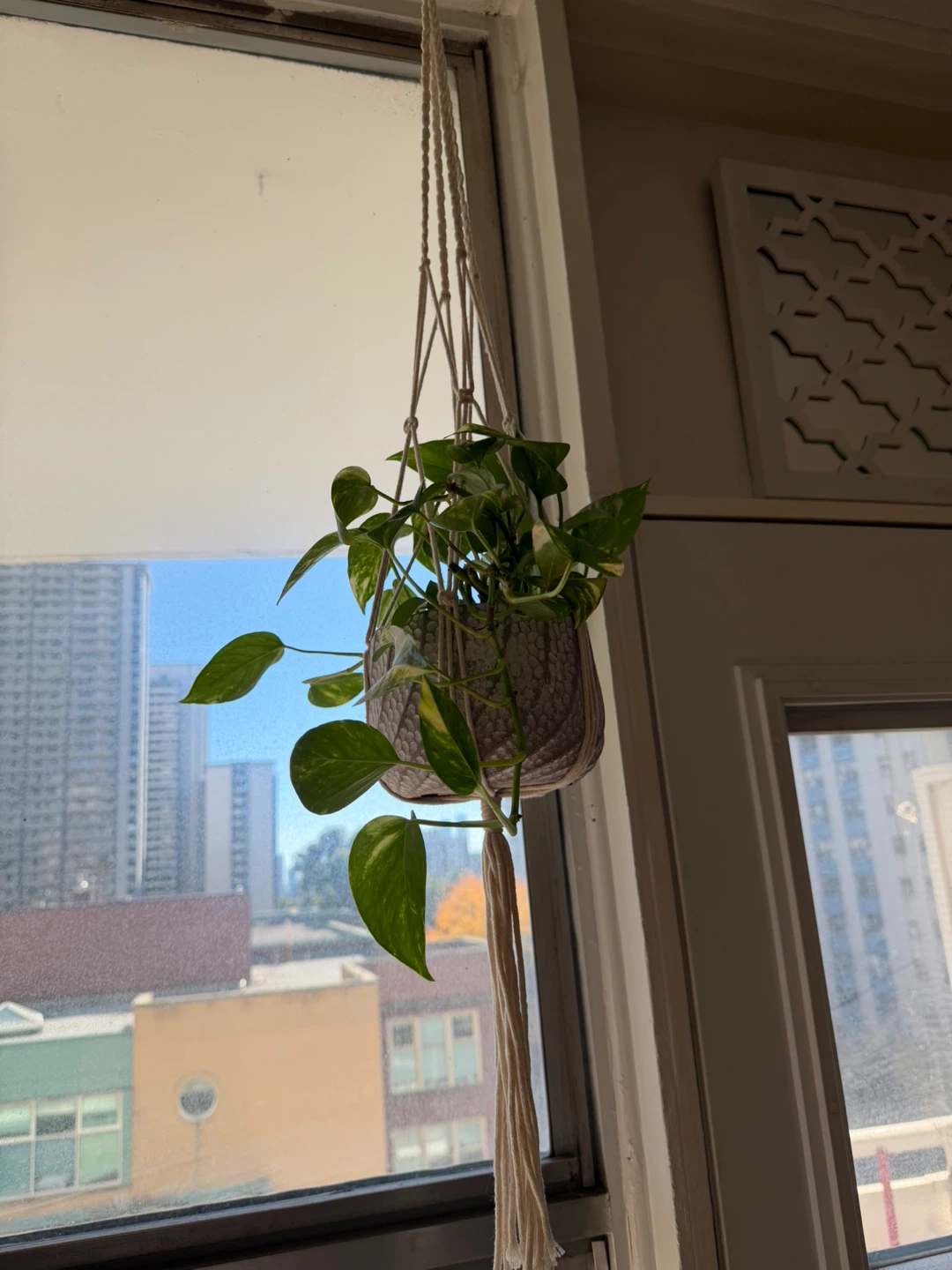 Hanging Pothos Plant with Textured Pot - photo 2