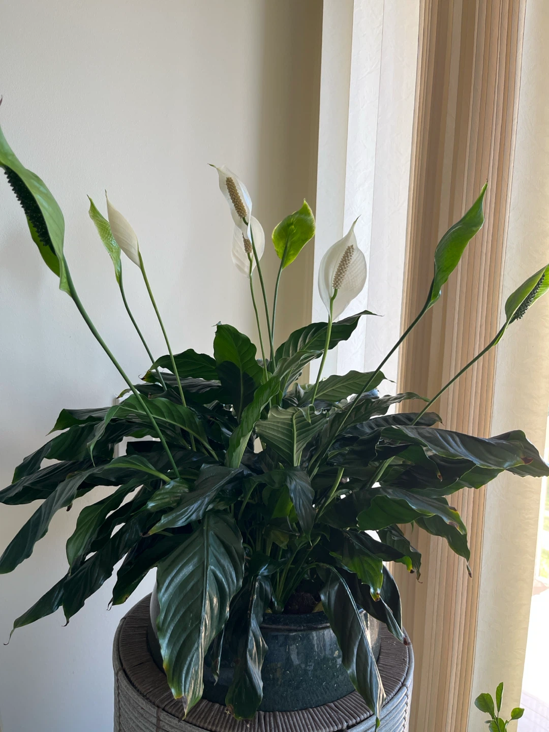 Large Peace Lily Plant