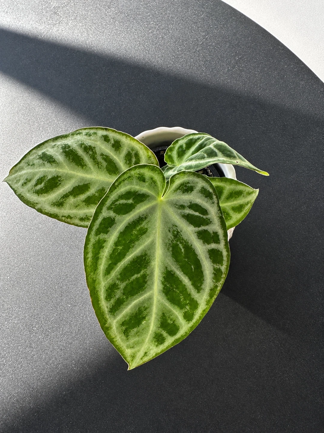 Anthurium Dorayaki Houseplant
