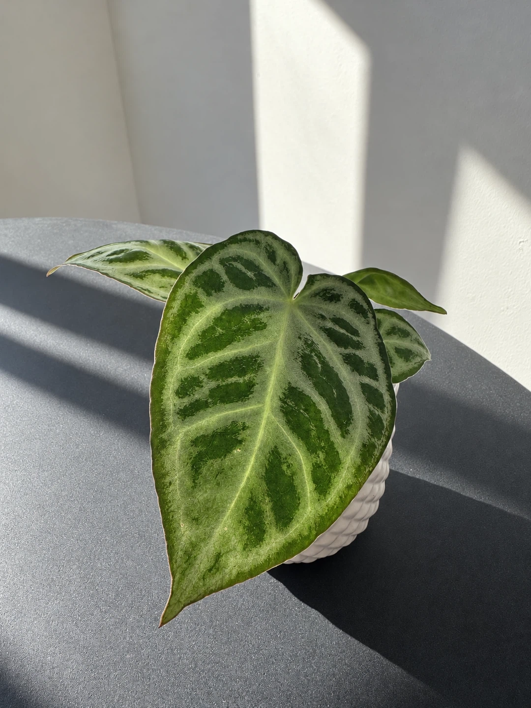 Anthurium Dorayaki Houseplant - photo 2