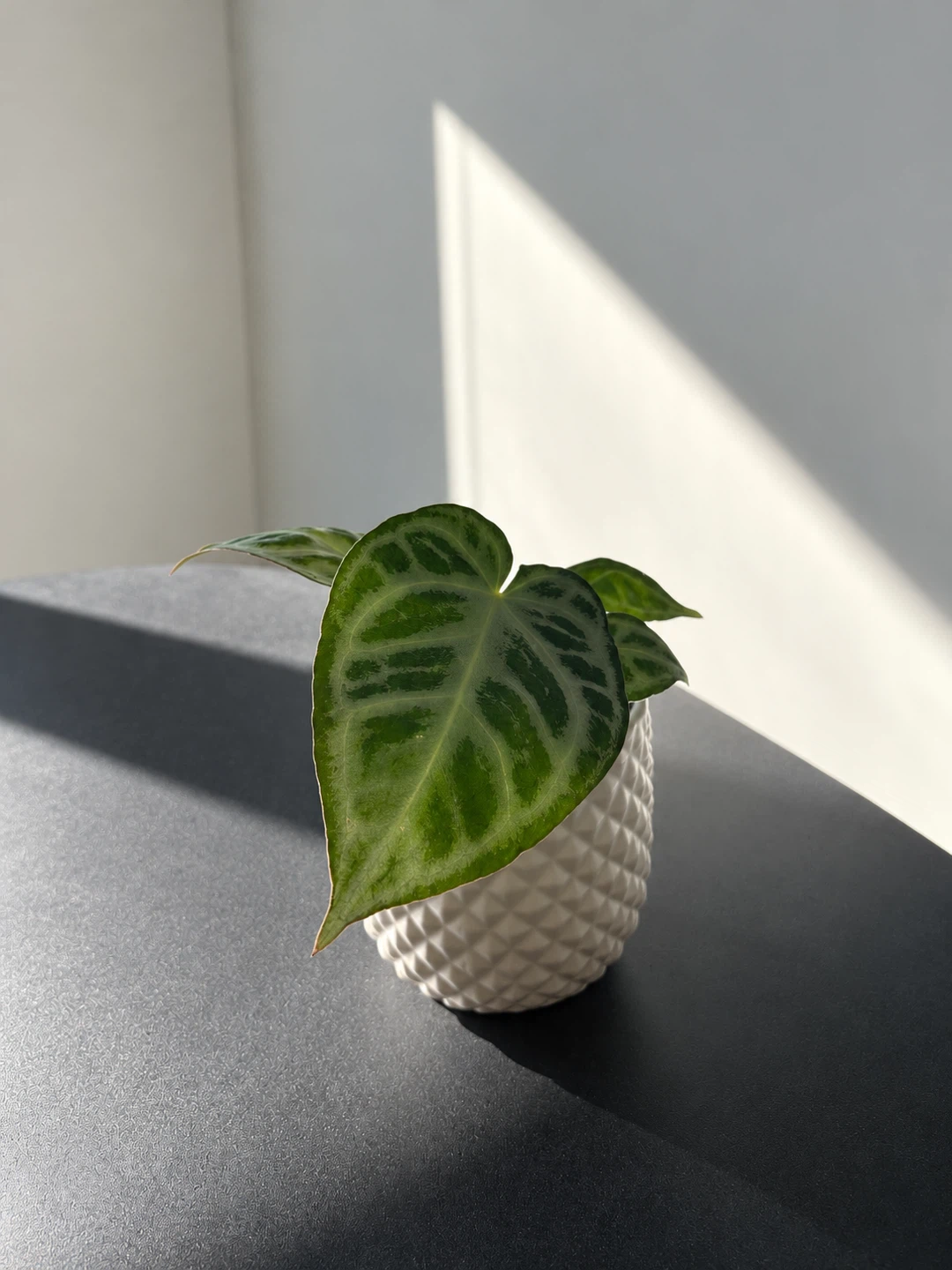 Anthurium Dorayaki Houseplant - photo 3