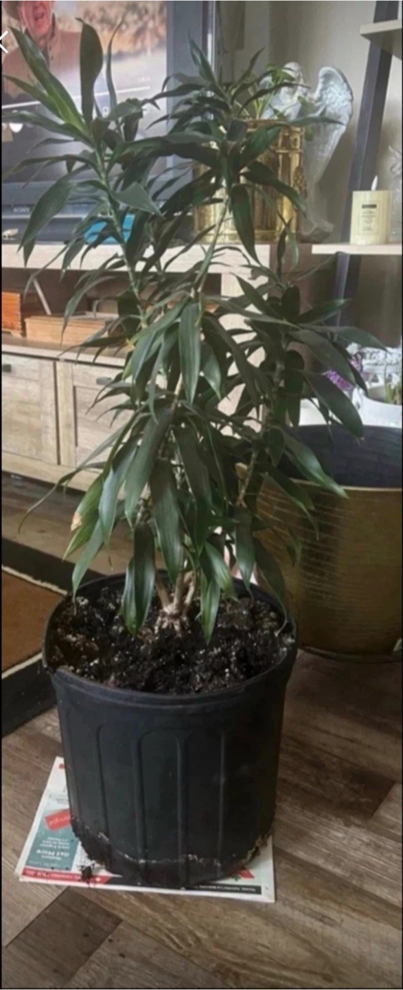 Dracaena Houseplant in Pot