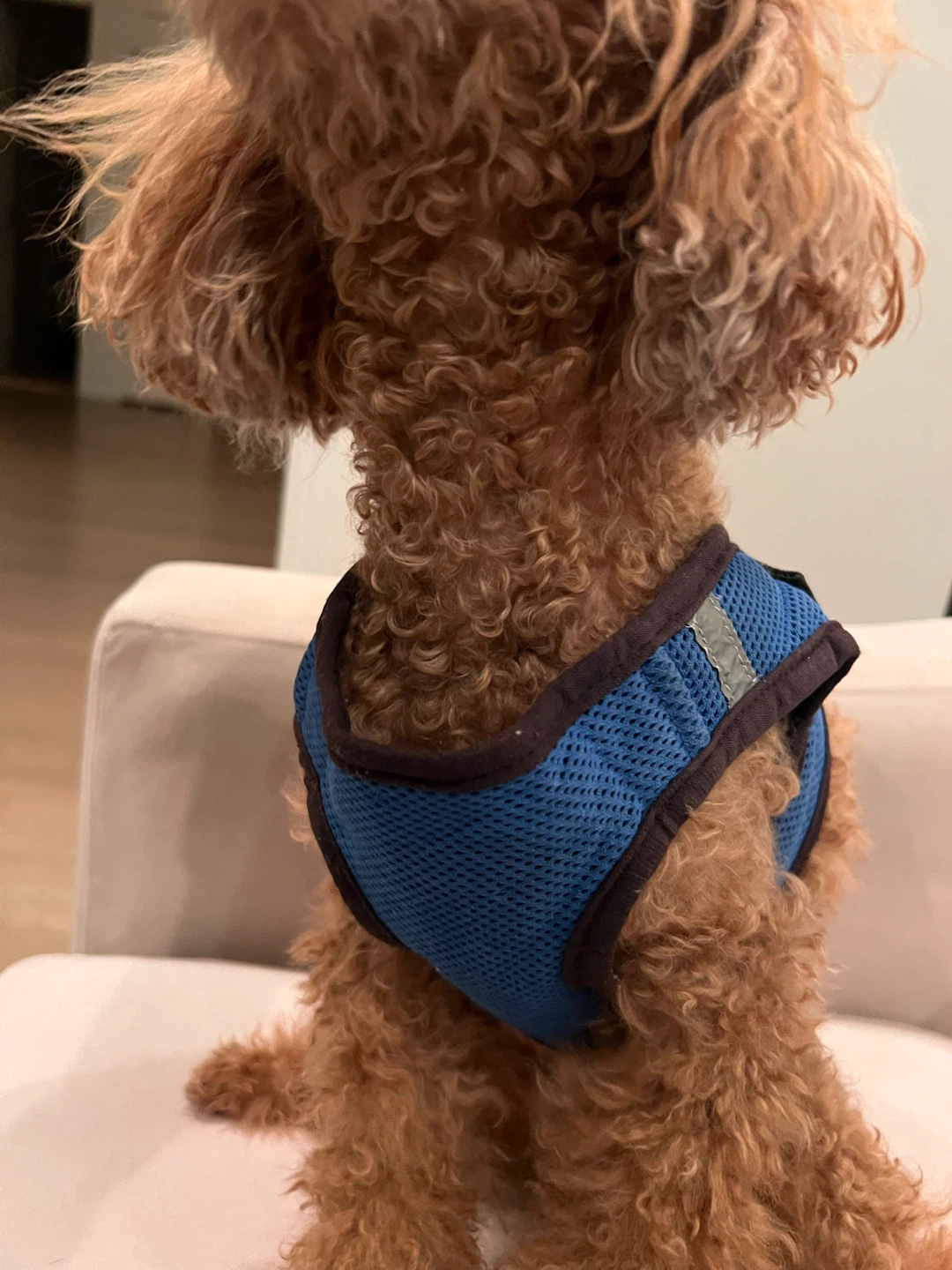 Set of Two Dog Harnesses - photo 5
