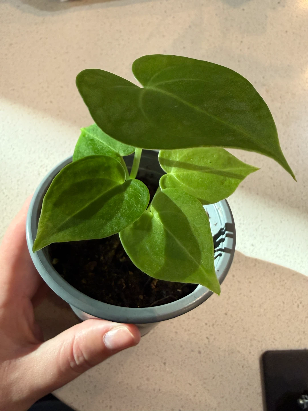 Anthurium Clarinervium