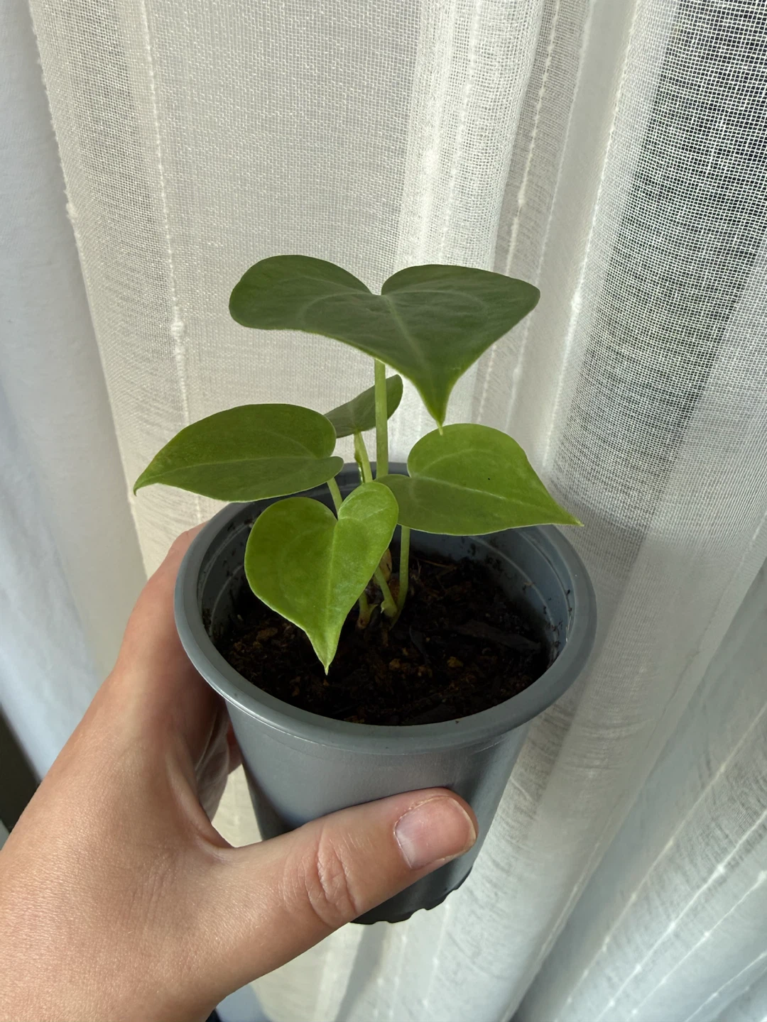 Anthurium Clarinervium - photo 2