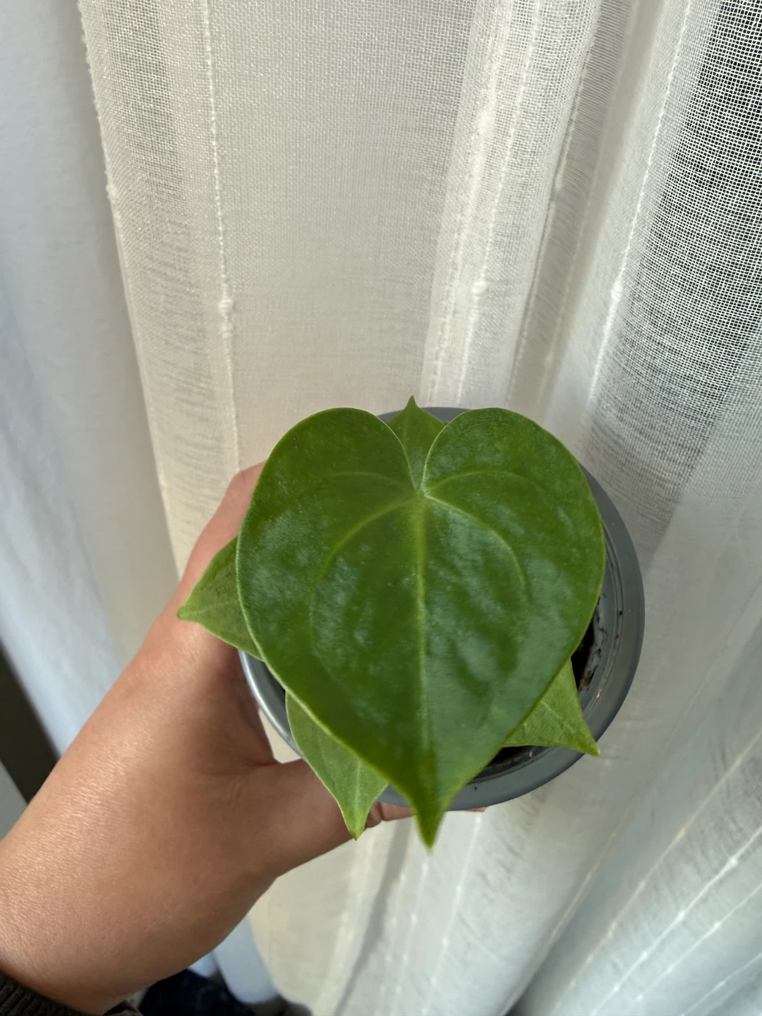 Anthurium Clarinervium - photo 3