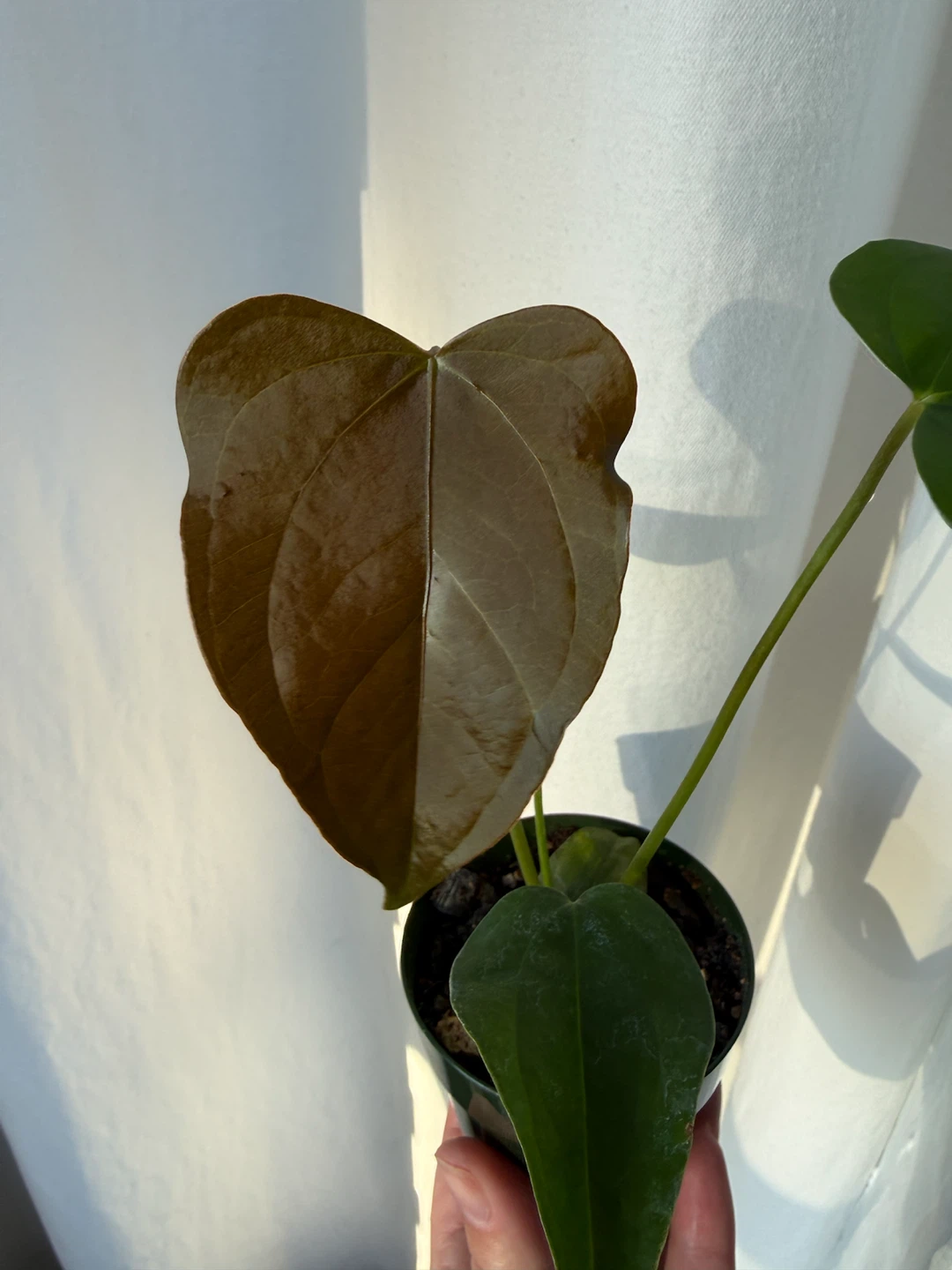 Anthurium Queen of Hearts