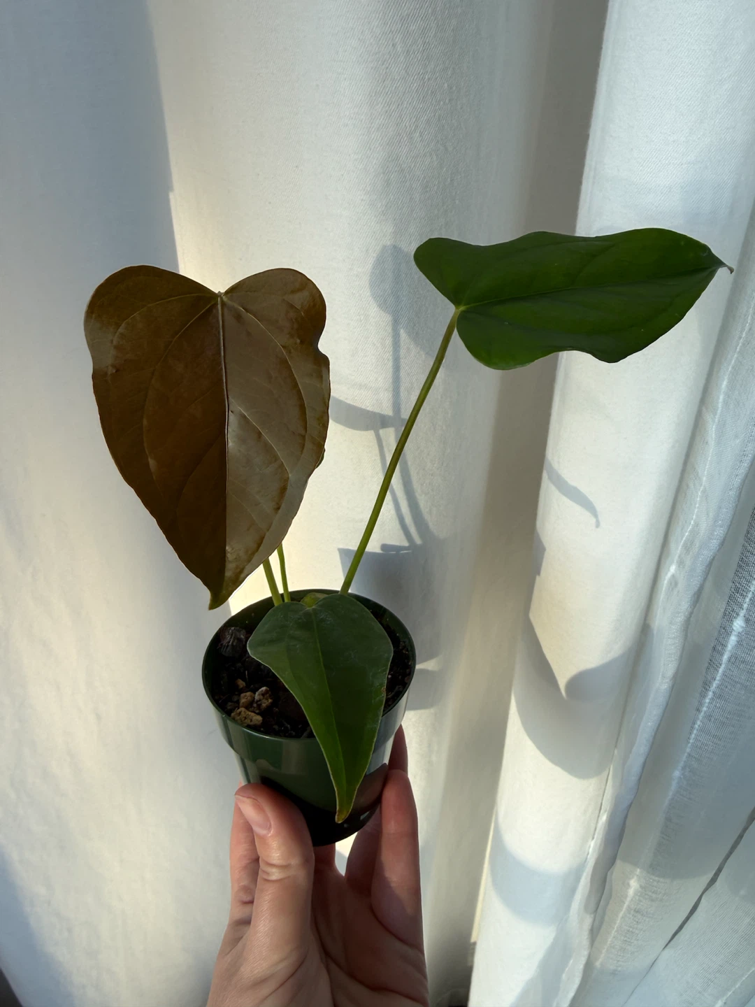 Anthurium Queen of Hearts - photo 2
