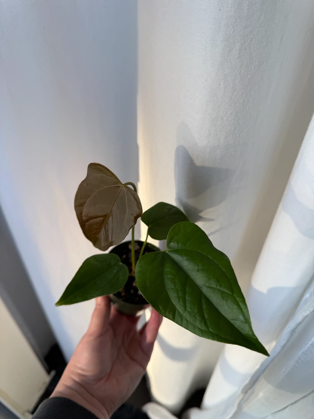 Anthurium Queen of Hearts - photo 3