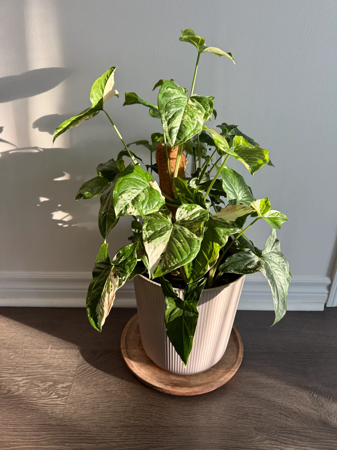Variegated Syngonium Albo Plant