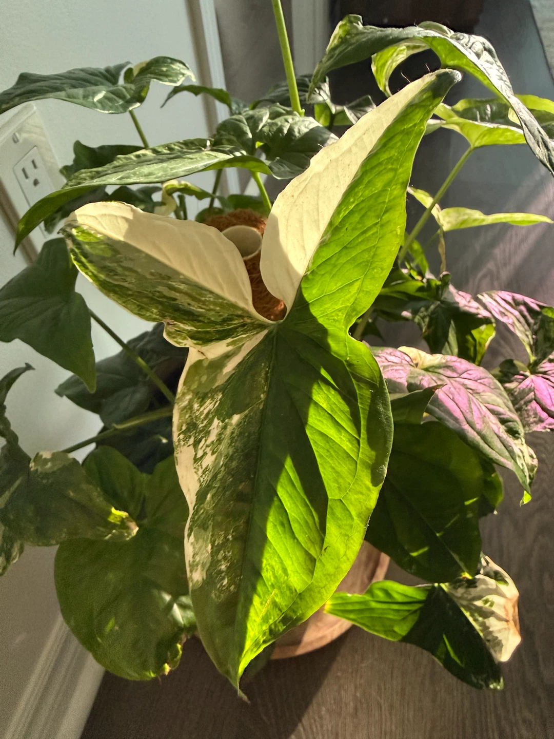 Variegated Syngonium Albo Plant - photo 2