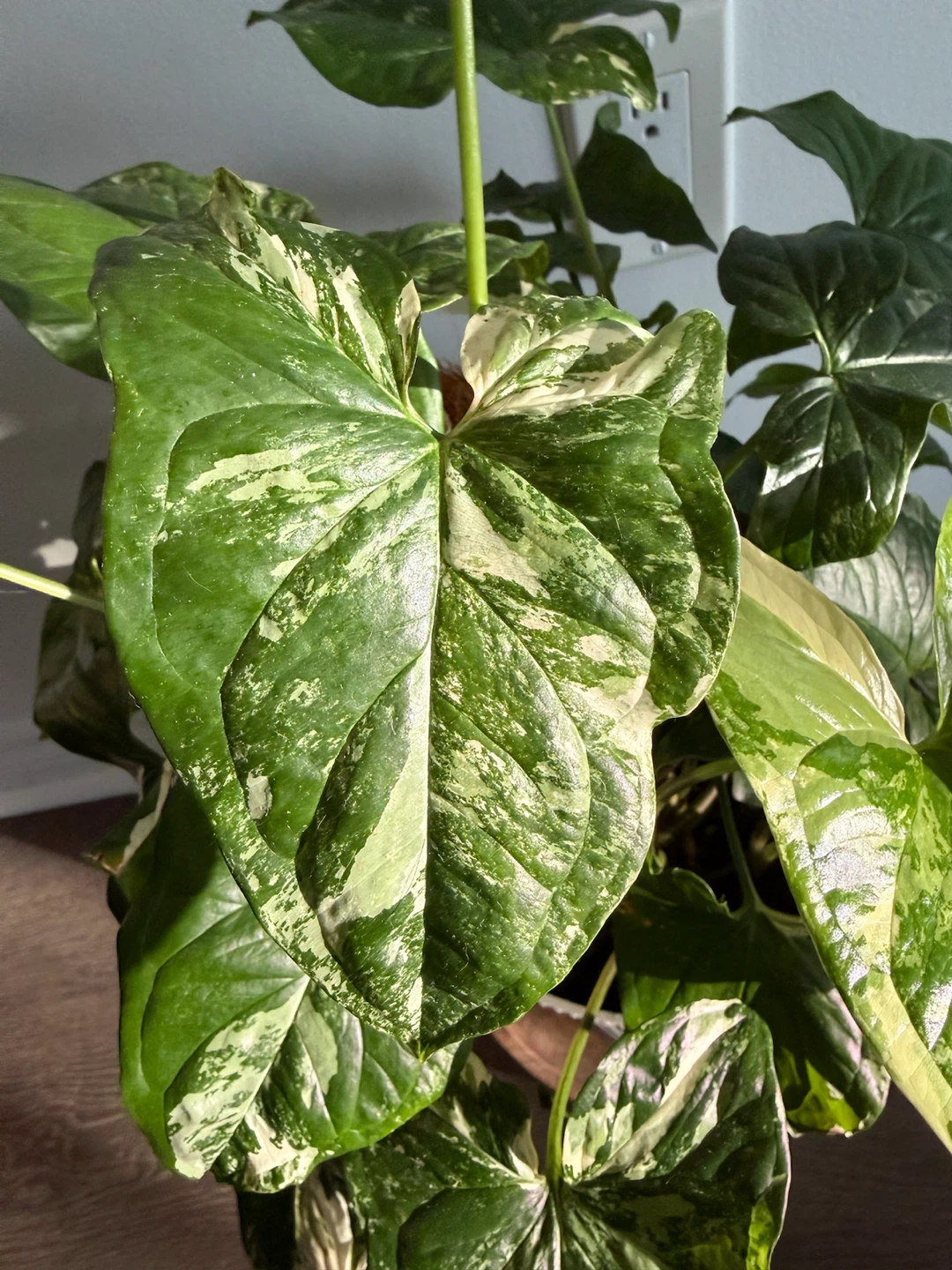 Variegated Syngonium Albo Plant - photo 3