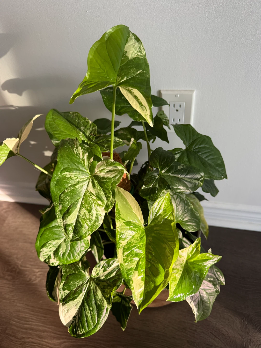 Variegated Syngonium Albo Plant - photo 4