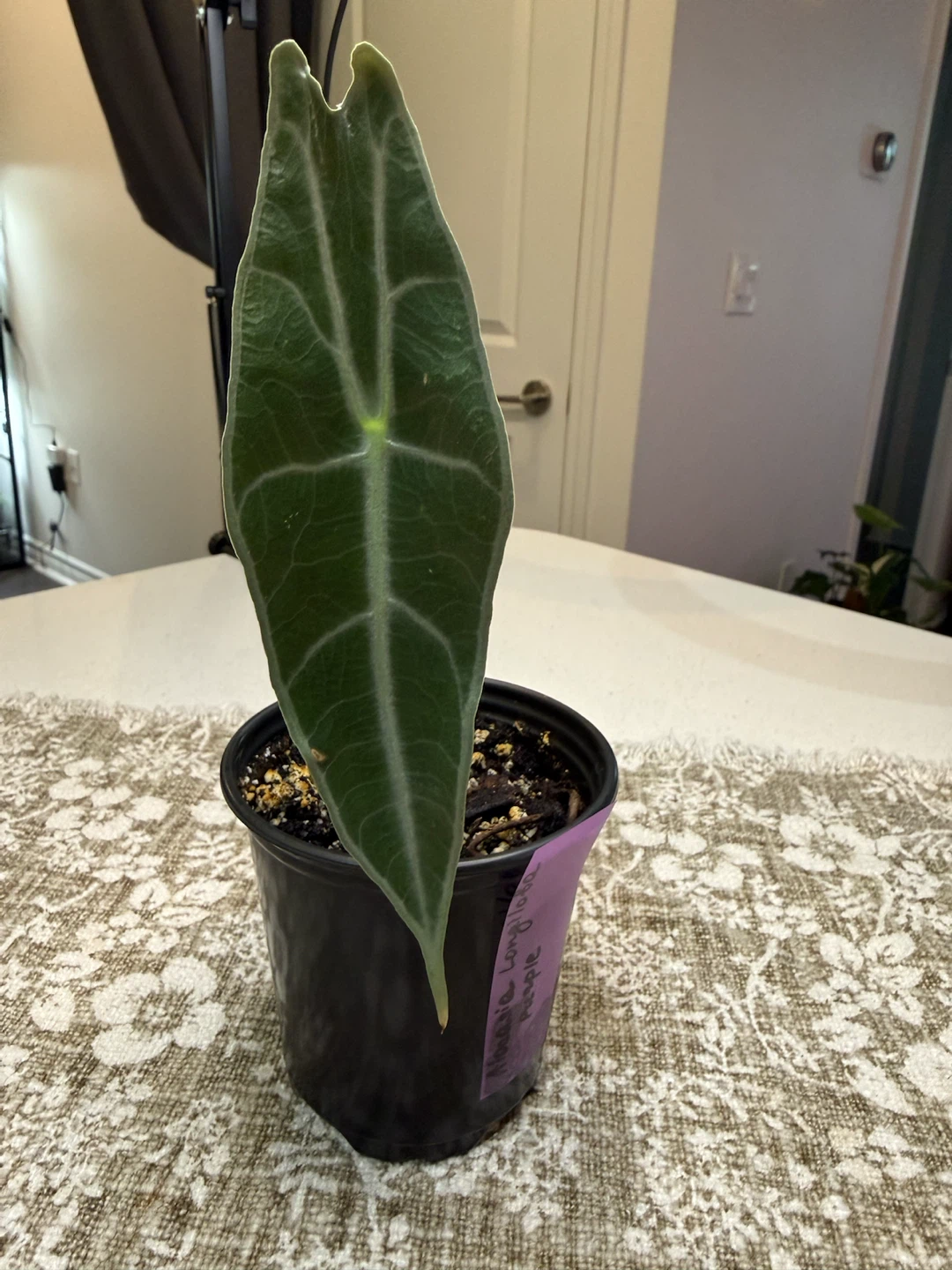 Alocasia Longiloba Purple Plant