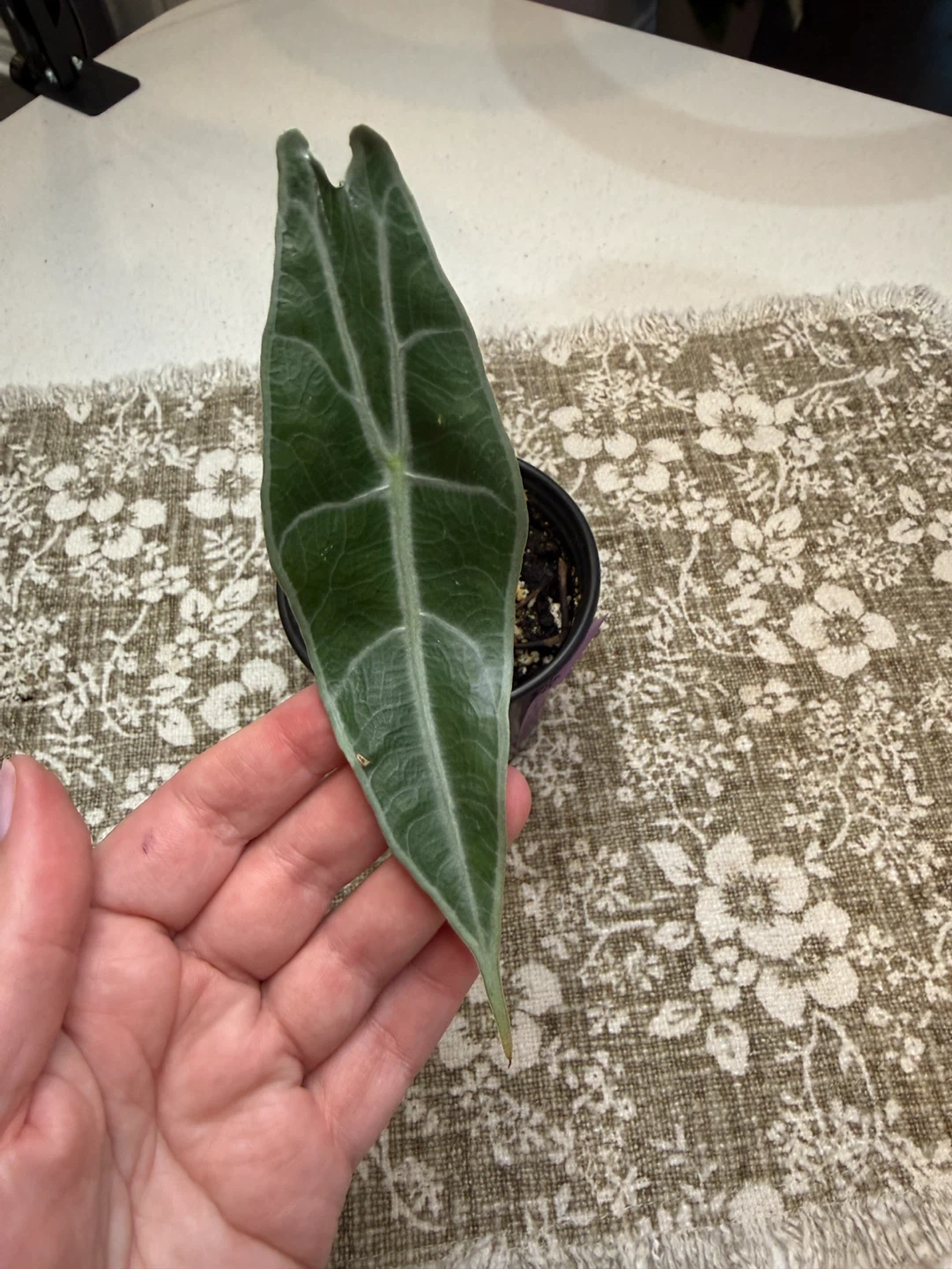 Alocasia Longiloba Purple Plant - photo 2