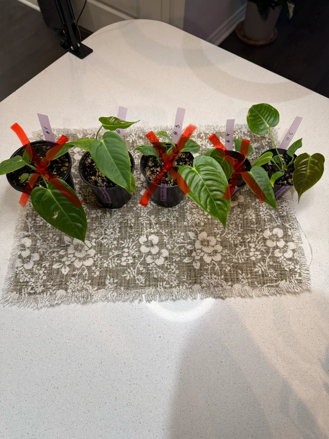 Anthurium King seedlings