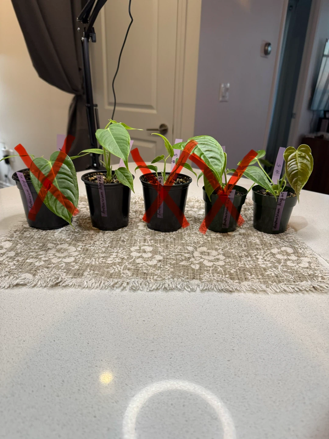 Anthurium King seedlings - photo 2