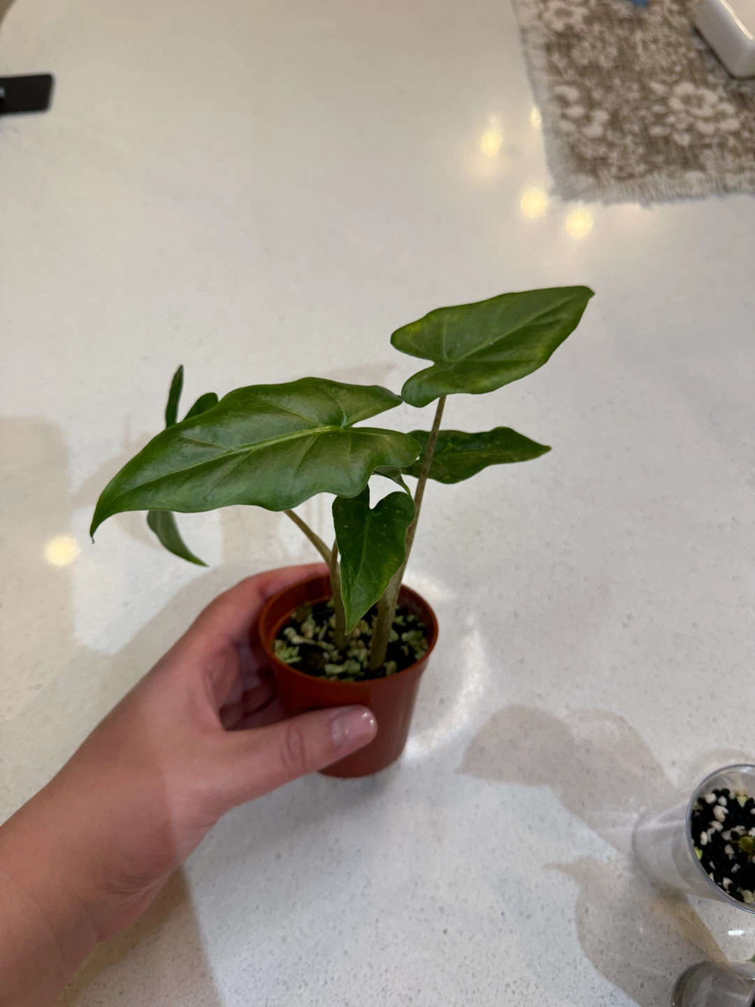 Alocasia Portora