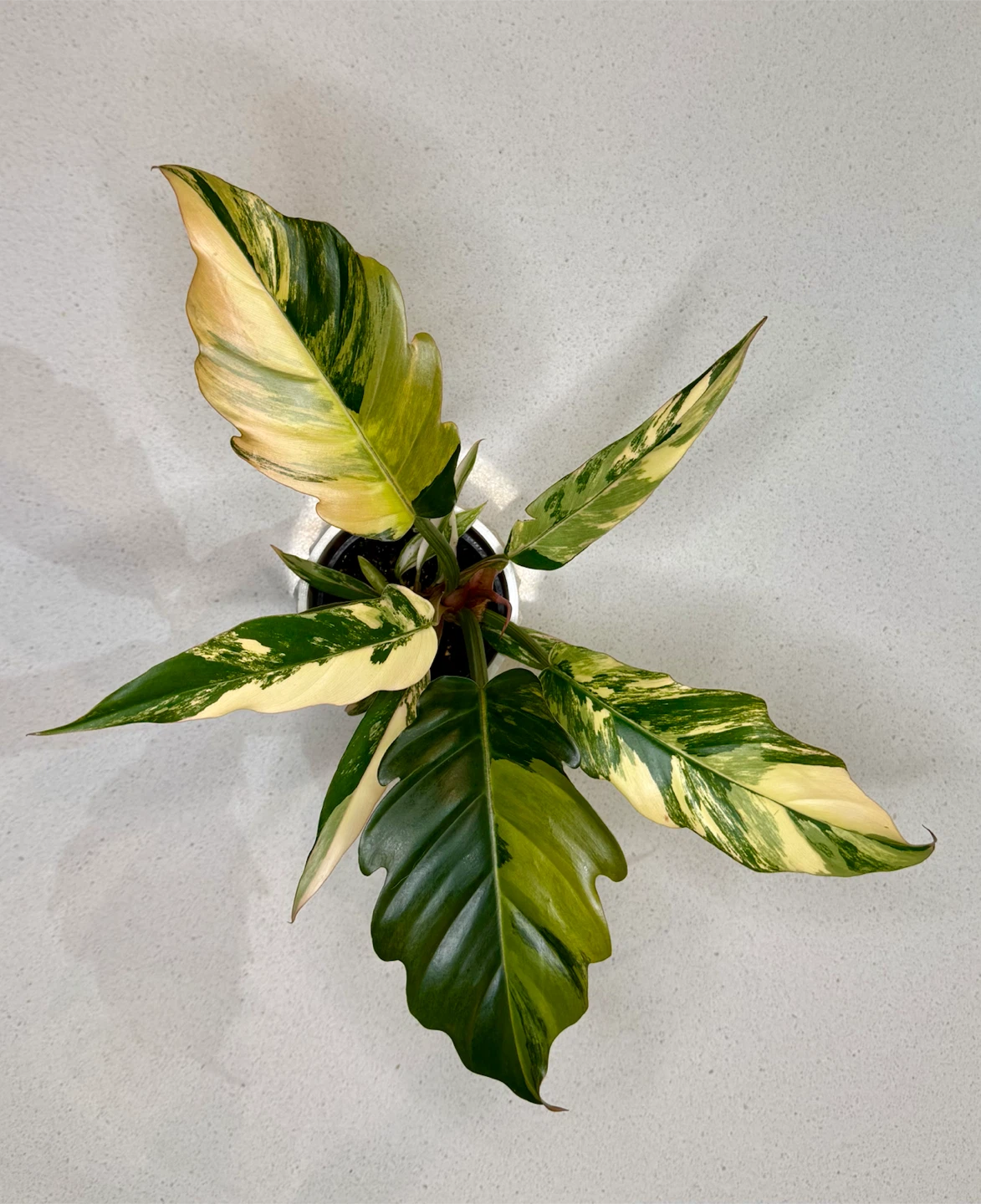 Large Philodendron Caramel Marble Variegated