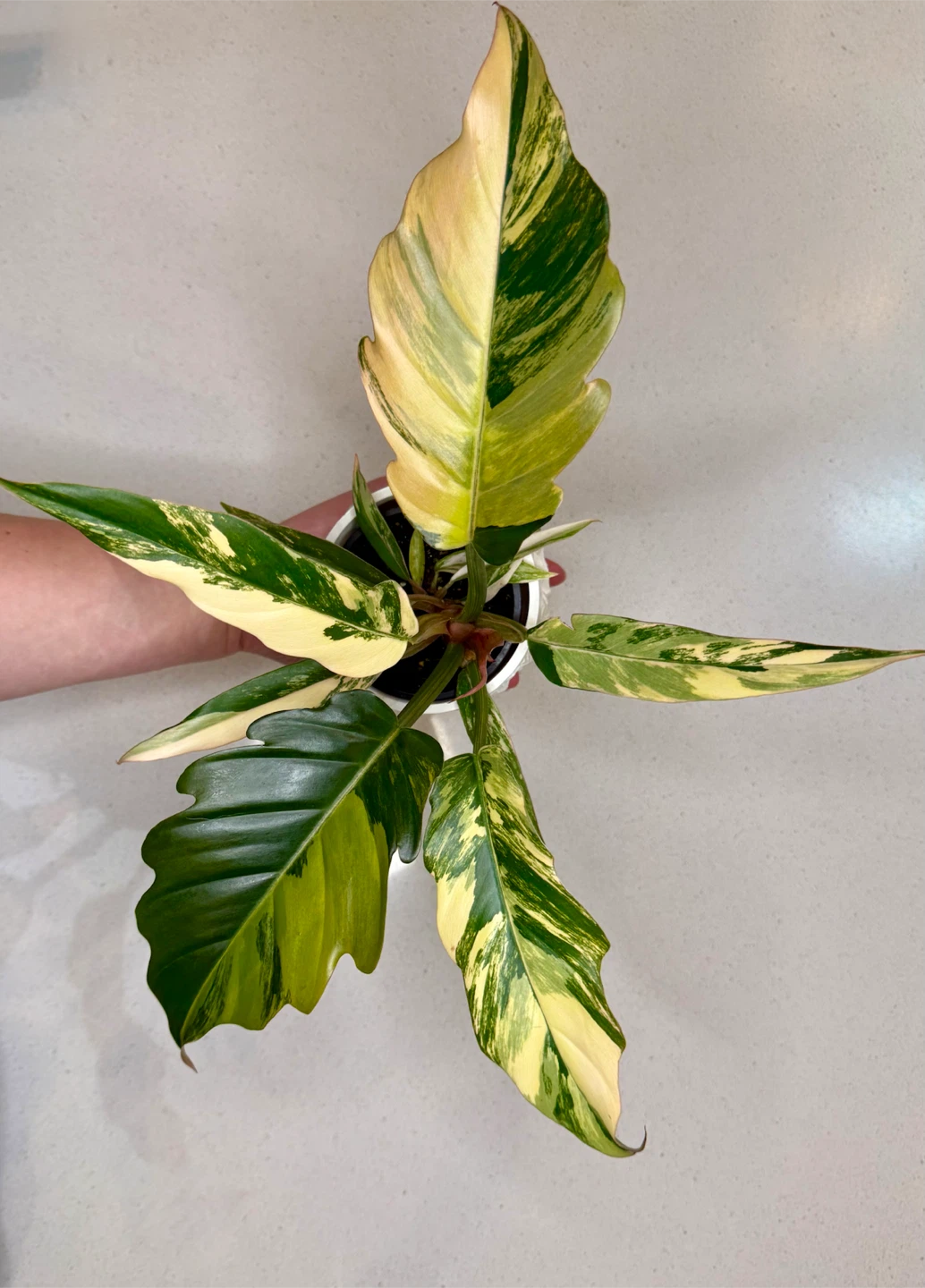 Large Philodendron Caramel Marble Variegated - photo 2