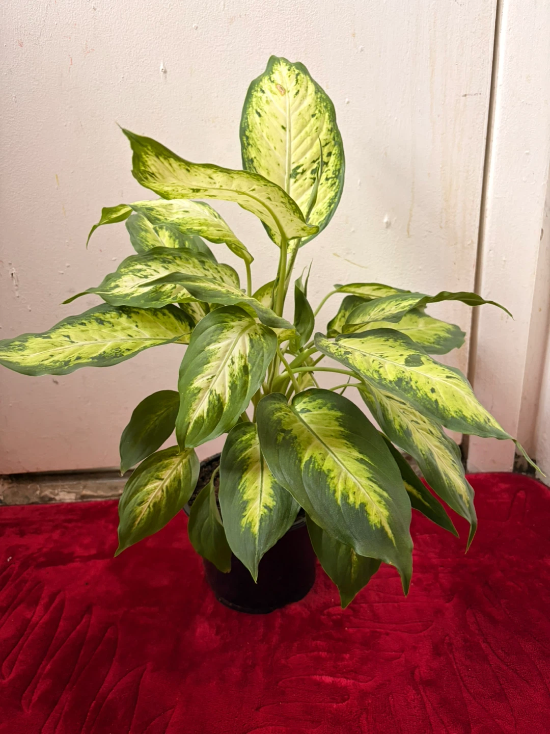 Dieffenbachia plant