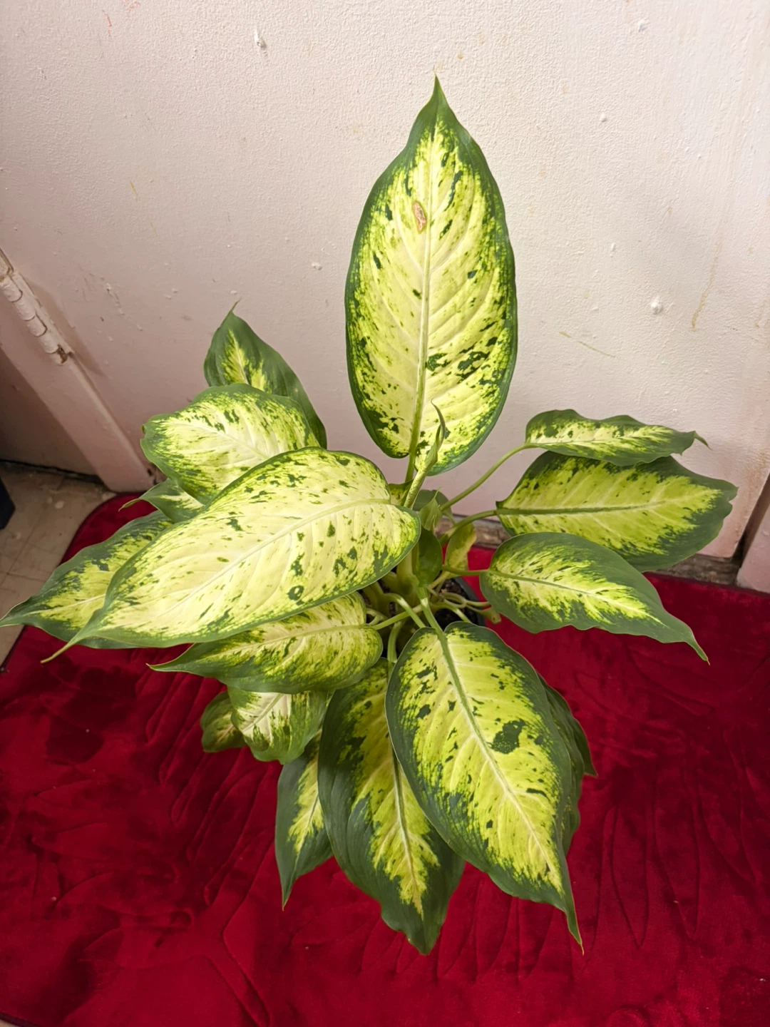 Dieffenbachia plant - photo 2