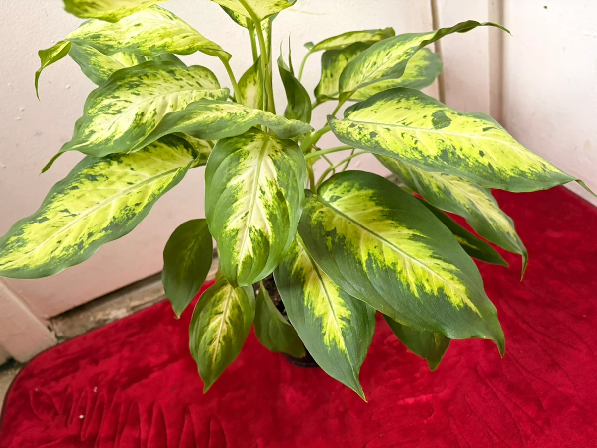 Dieffenbachia plant - photo 3