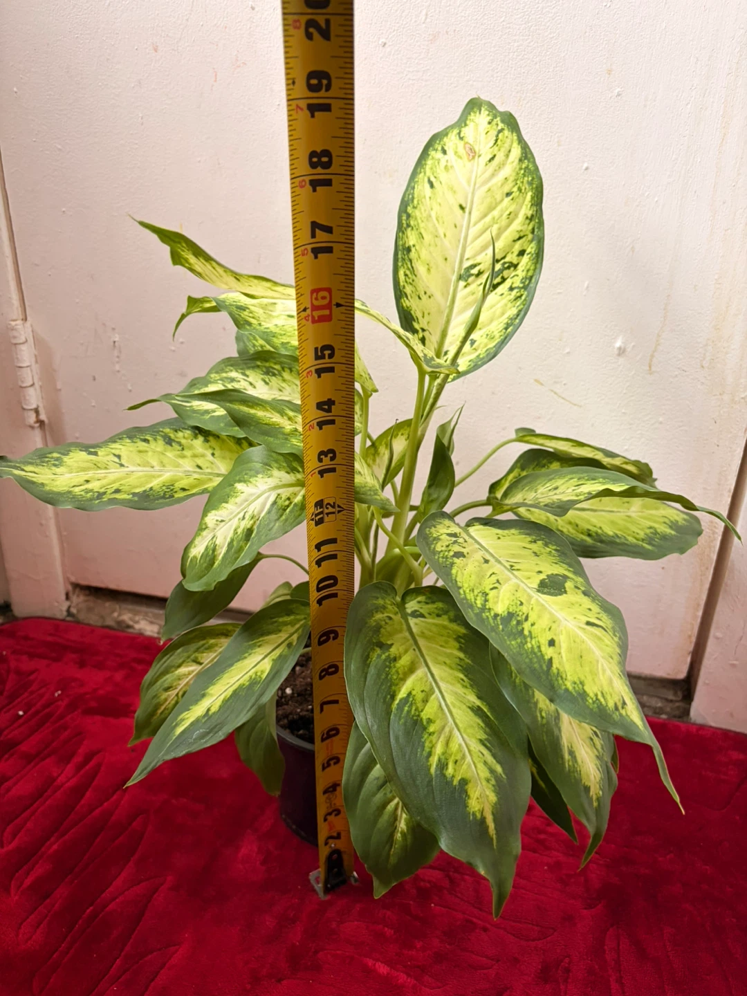 Dieffenbachia plant - photo 4