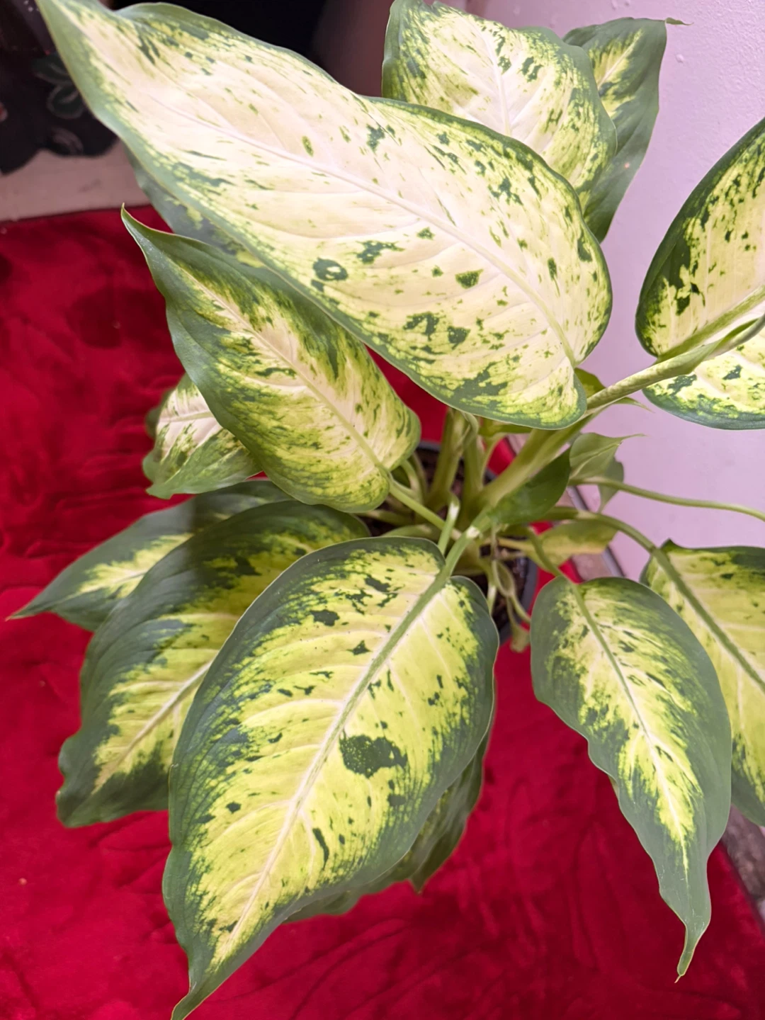 Dieffenbachia plant - photo 5