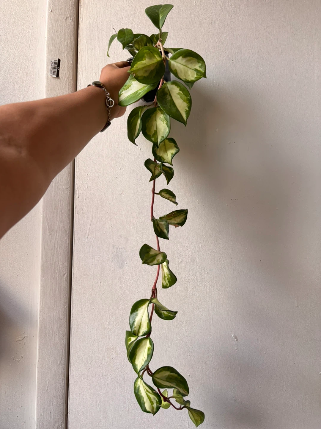 Hoya plant