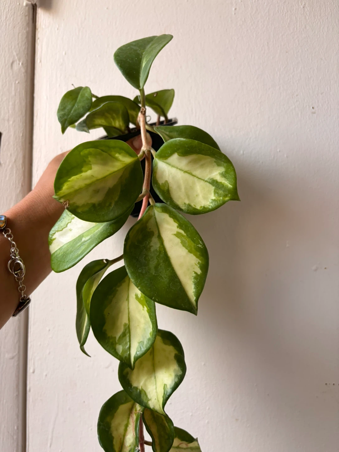 Hoya plant - photo 2
