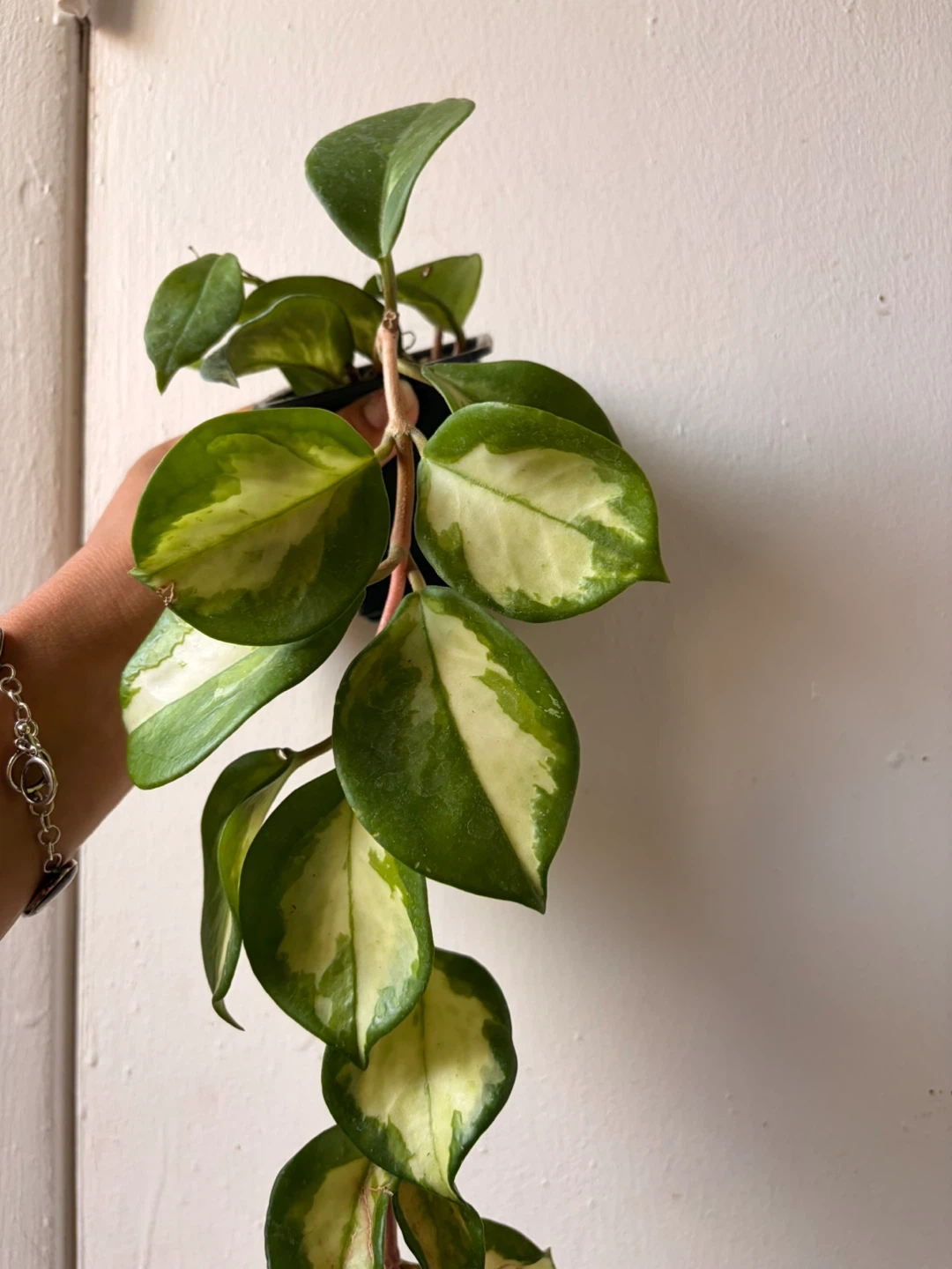 Hoya plant - photo 3
