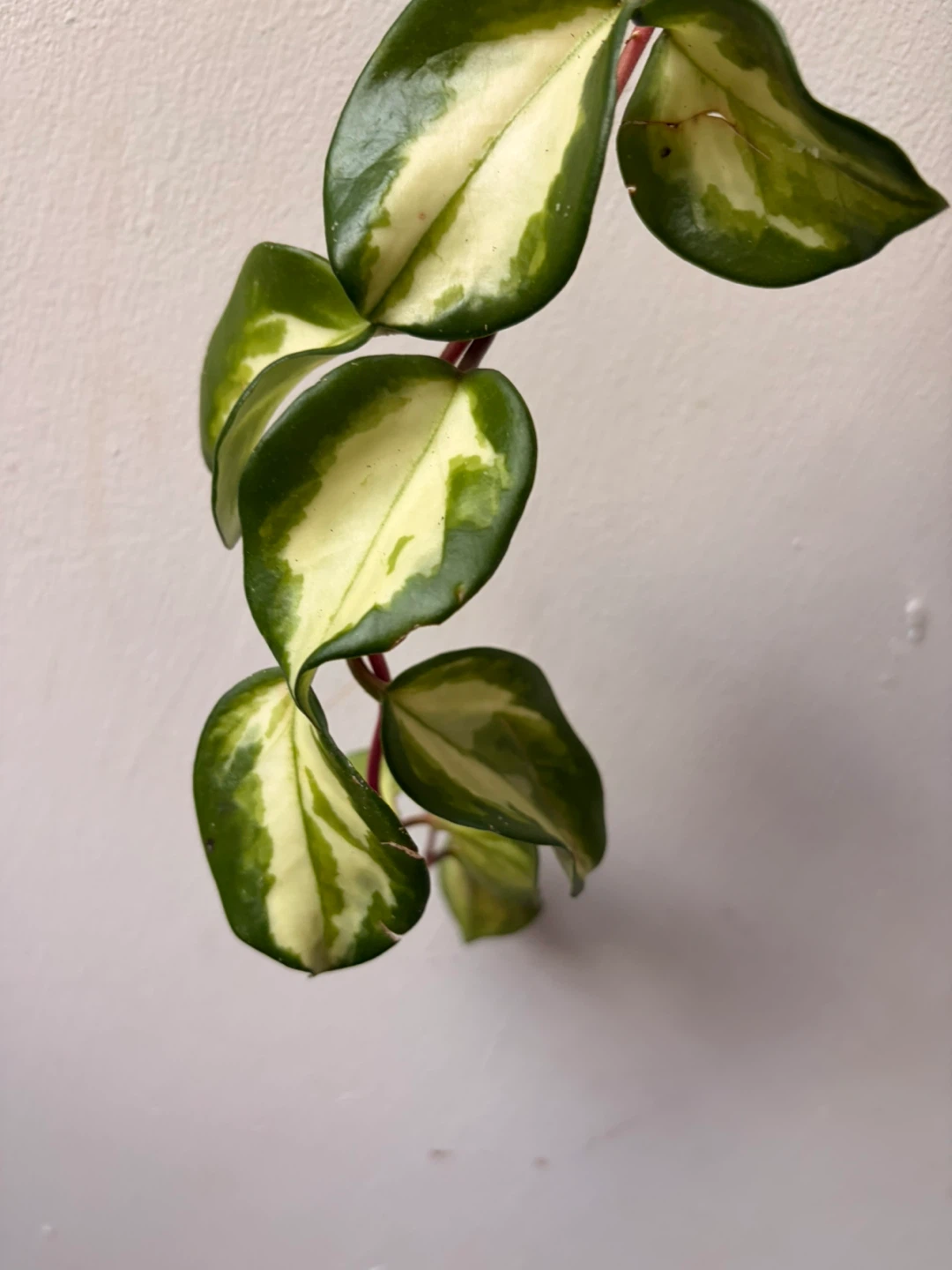 Hoya plant - photo 4