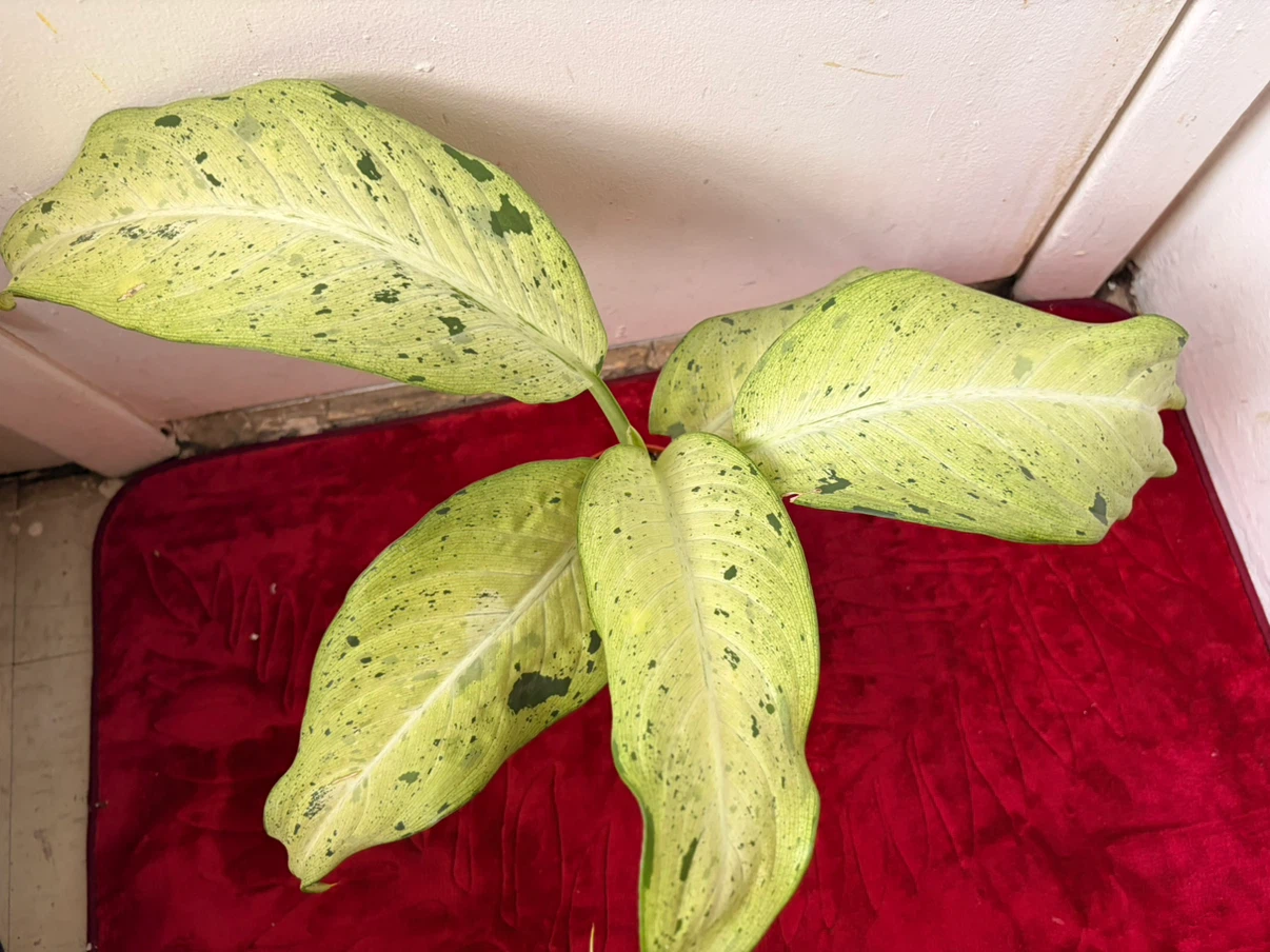 Chinese evergreen plant