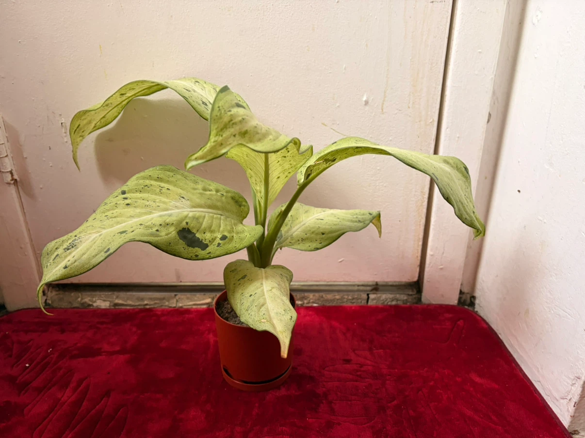 Chinese evergreen plant - photo 2
