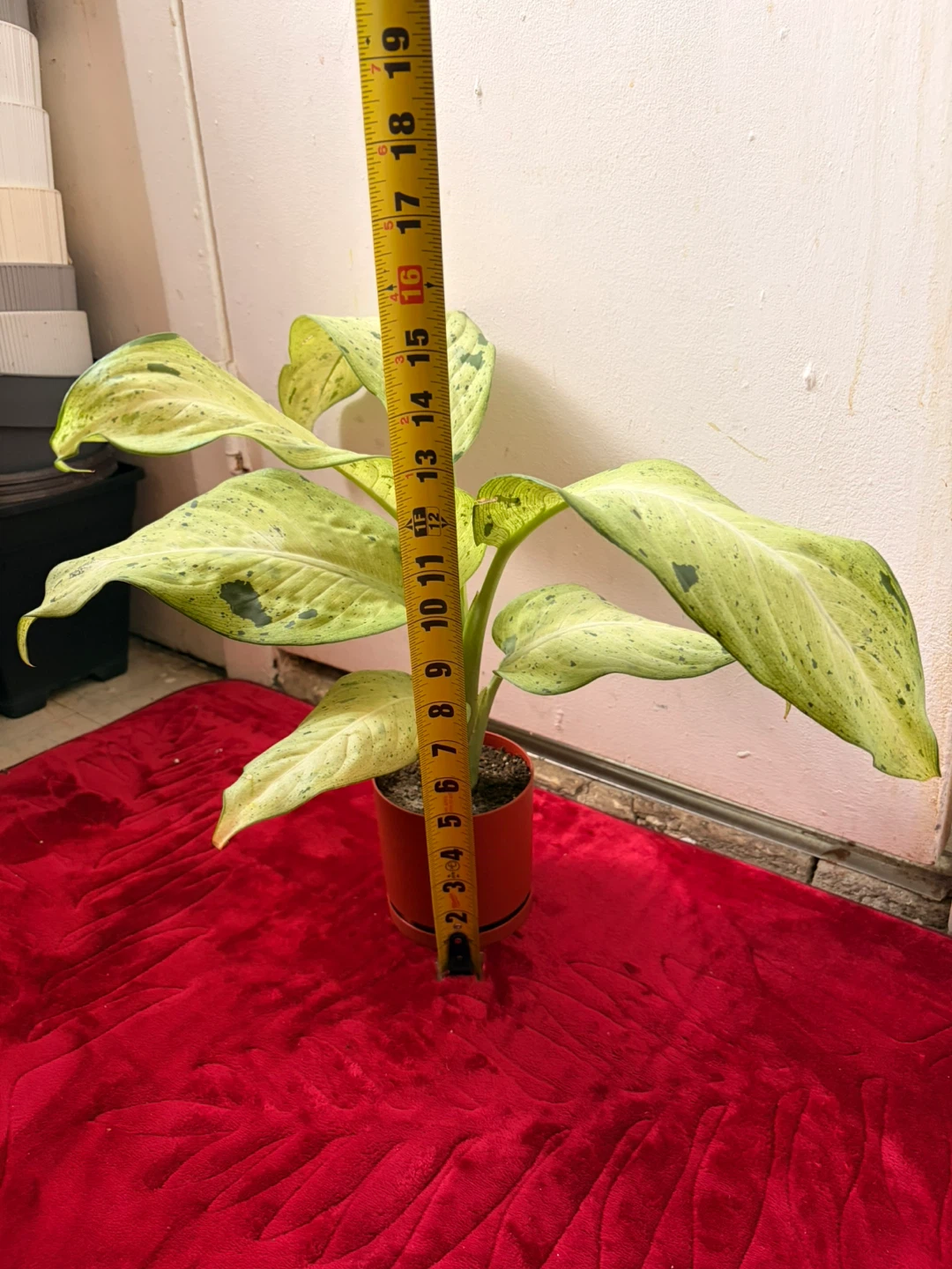 Chinese evergreen plant - photo 3
