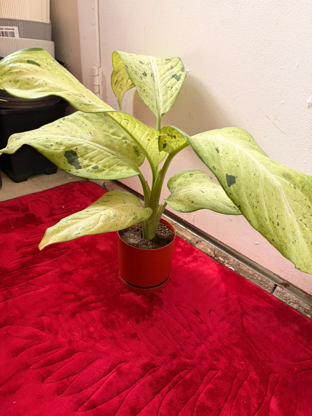 Chinese evergreen plant - photo 4