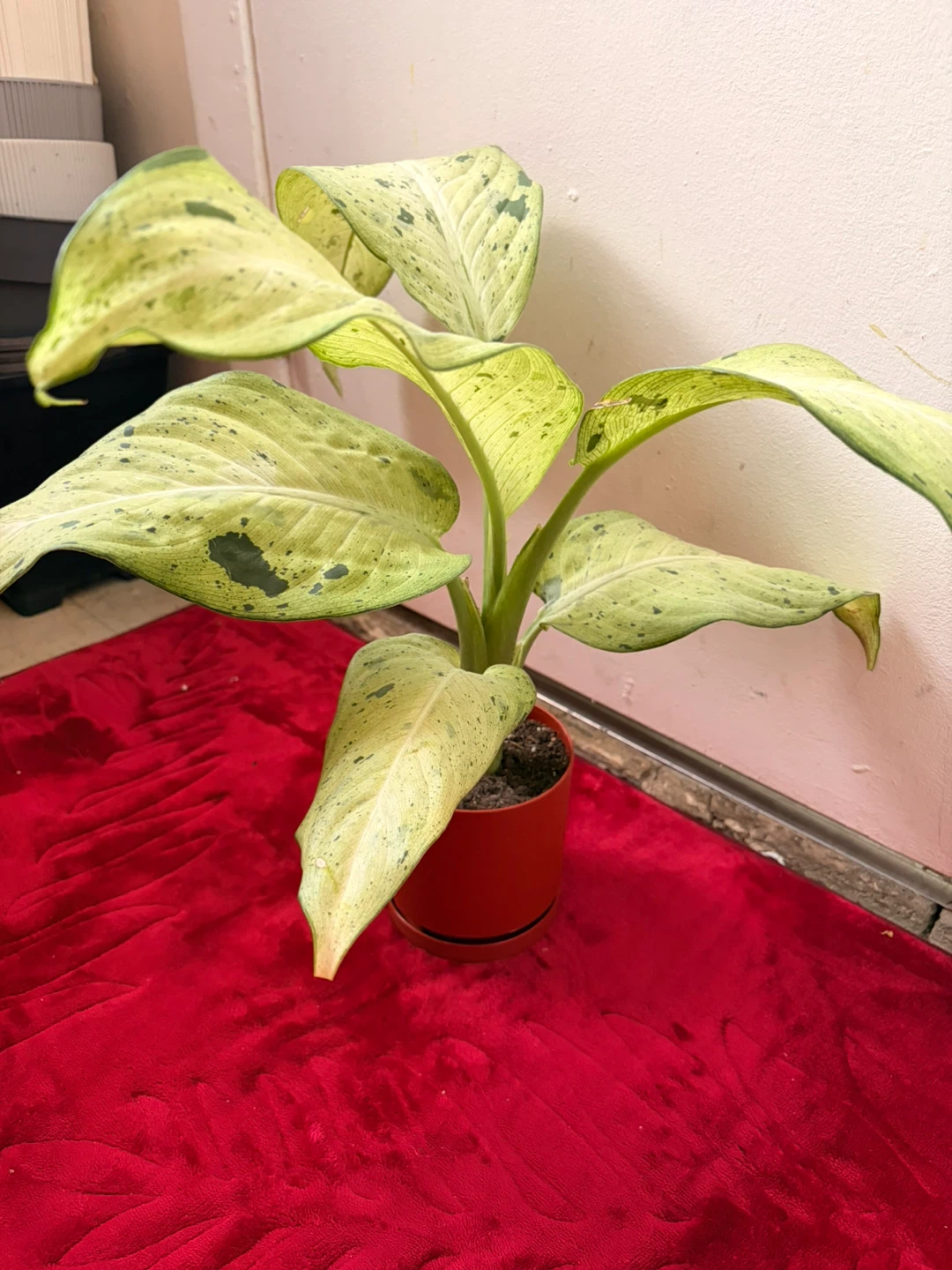 Chinese evergreen plant - photo 5