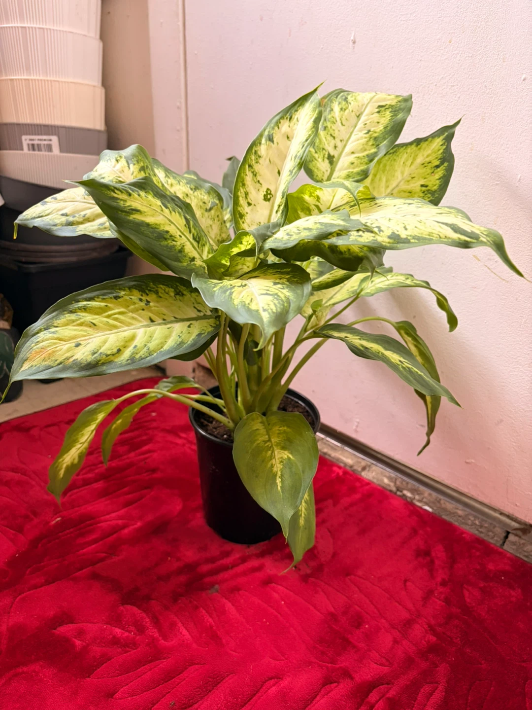 Dieffenbachia plant