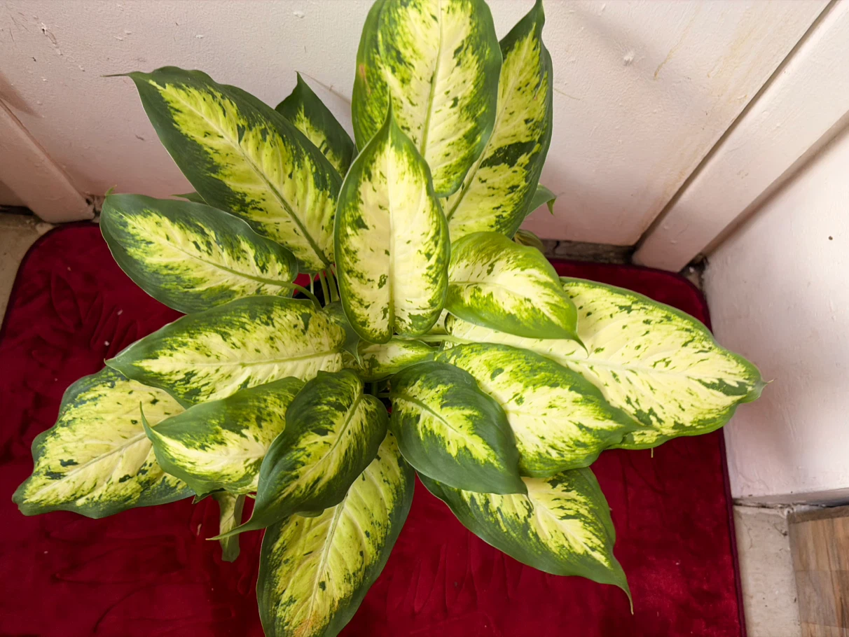 Dieffenbachia plant - photo 2