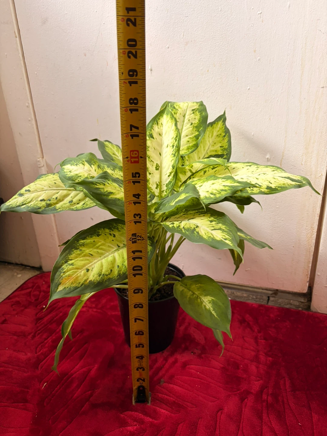 Dieffenbachia plant - photo 3