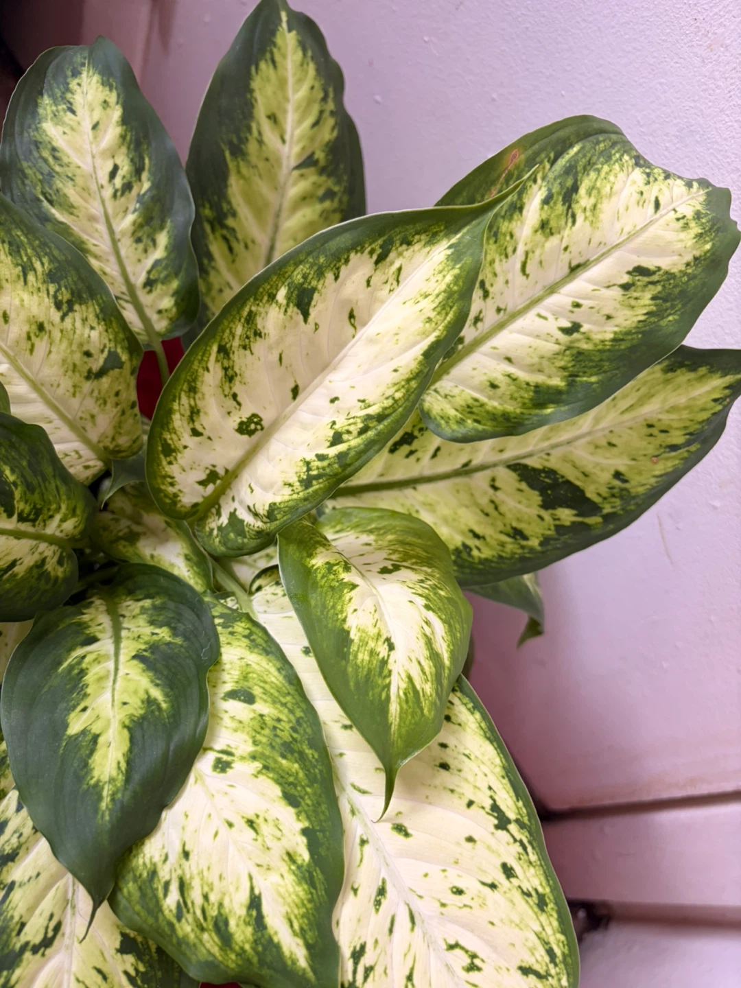 Dieffenbachia plant - photo 4