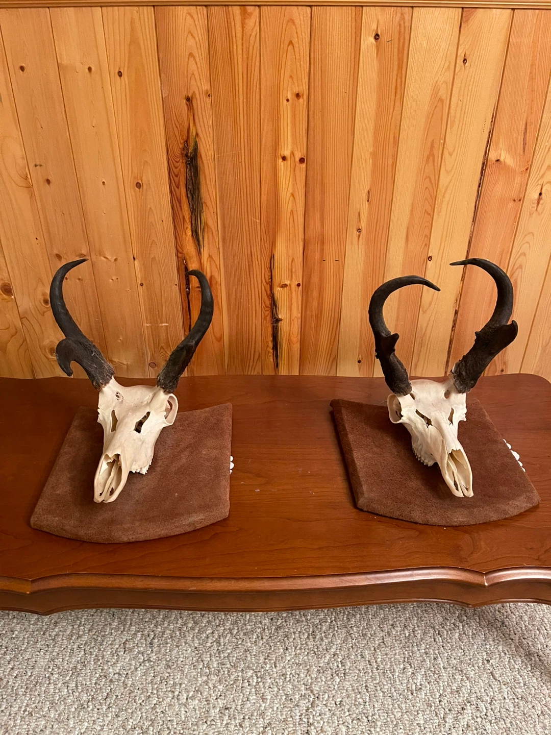 A beautiful Antelope skull mount ($125 per item)