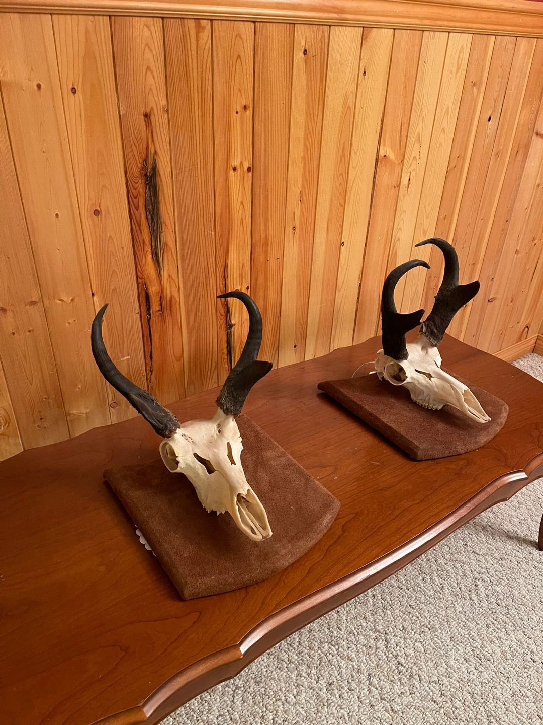 A beautiful Antelope skull mount ($125 per item) - photo 2