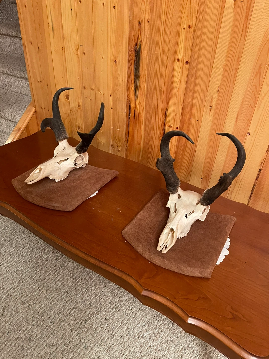 A beautiful Antelope skull mount ($125 per item) - photo 3