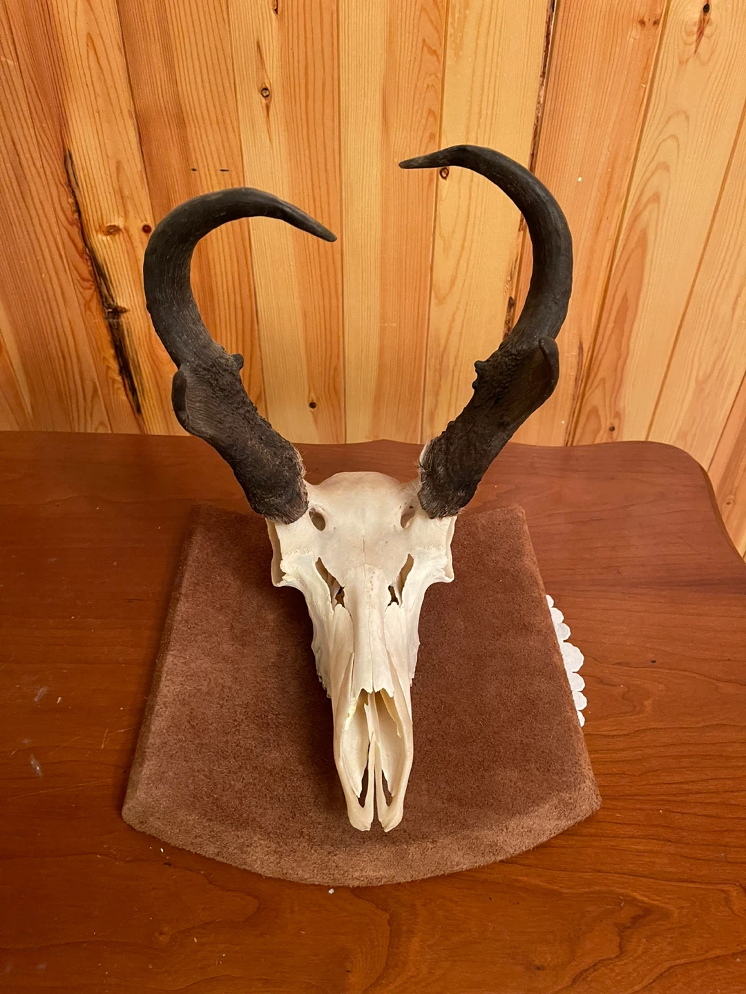 A beautiful Antelope skull mount ($125 per item) - photo 4