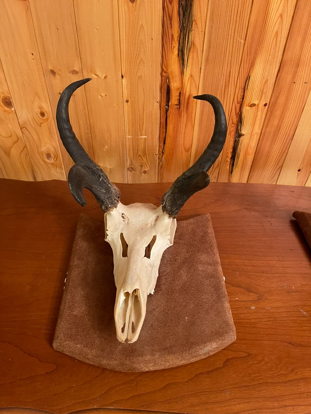 A beautiful Antelope skull mount ($125 per item) - photo 5
