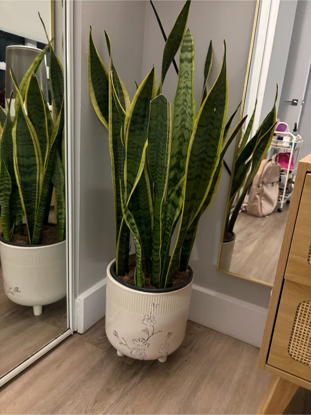 Snake Plant in Decorative Ceramic Pot