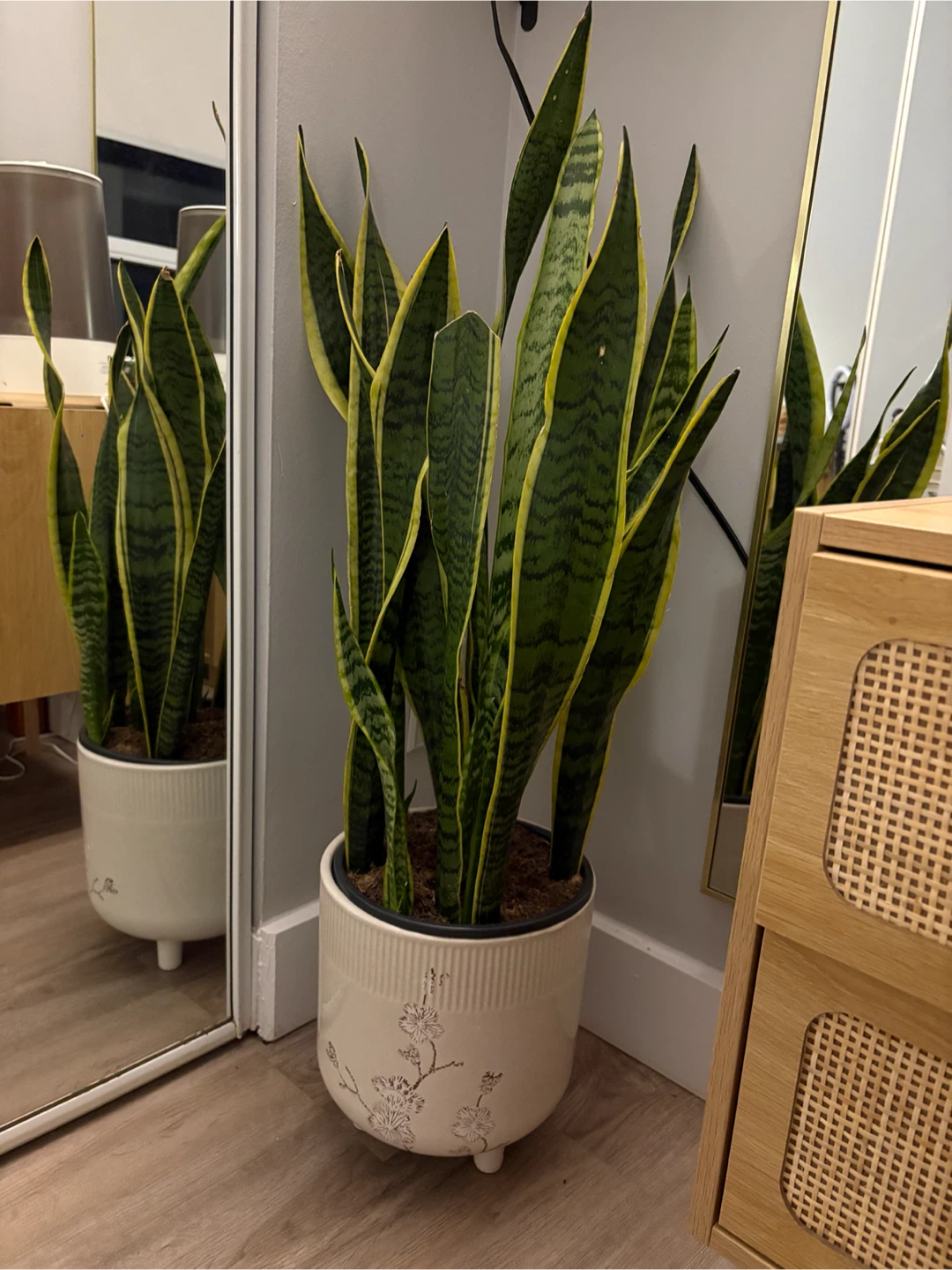 Snake Plant in Decorative Ceramic Pot - photo 2