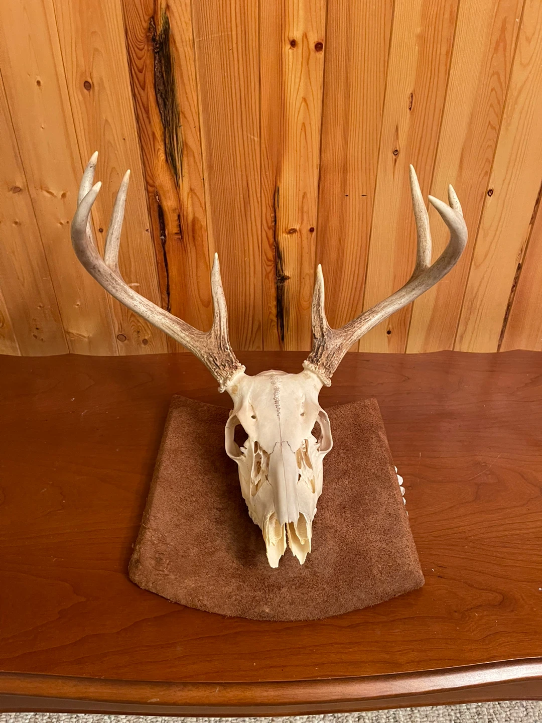 A beautiful White Tail skull mount